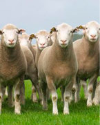 Sheeple